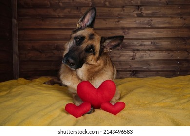 Black And Red German Shepherd Is Lying On Bed On Yellow Blanket Against Wooden Wall With Three Red Toy Hearts Next To Charming Smart Thoroughbred Domestic Dog Celebrates Valentine's Day At Home.