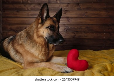 Black And Red German Shepherd Is Lying On Bed On Yellow Blanket Against Wooden Wall With Red Toy Heart Next To It. Charming Smart Thoroughbred Domestic Dog Celebrates Valentine's Day At Home.