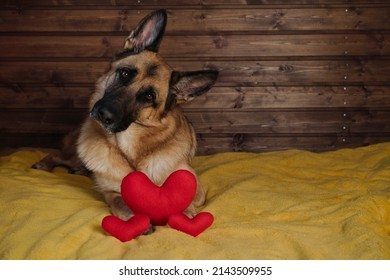 Black And Red German Shepherd Is Lying On Bed On Yellow Blanket Against Wooden Wall With Three Red Toy Hearts Next To Charming Smart Thoroughbred Domestic Dog Celebrates Valentine's Day At Home.