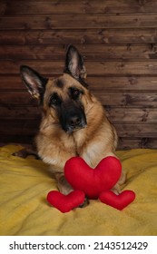 Black And Red German Shepherd Is Lying On Bed On Yellow Blanket Against Wooden Wall With Three Red Toy Hearts Next To Charming Smart Thoroughbred Domestic Dog Celebrates Valentine's Day At Home.