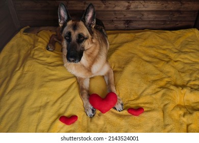 Black And Red German Shepherd Is Lying On Bed On Yellow Blanket Against Wooden Wall With Three Red Toy Hearts Next To Charming Smart Thoroughbred Domestic Dog Celebrates Valentine's Day At Home.