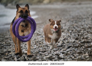 Black and red German Shepherd runs along rocky seashore with toy rings in mouth, and next small brown Australian Shepherd puppy. Aussie red tricolor with funny face runs vigorously.