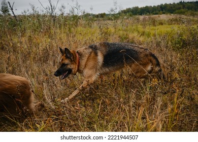 Black Red German Shepherd Runs In Autumn Field Without Leash And Tries To Catch Brown Australian Shepherd. Dogs Playing Catch Up. Side View. No People.