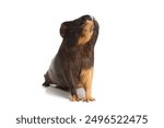 Black and red guinea pig isolated on a white background.