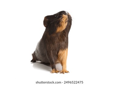 Black and red guinea pig isolated on a white background. - Powered by Shutterstock