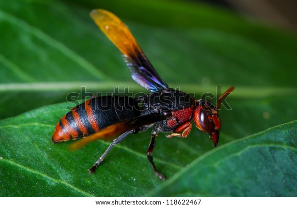 Black Red Hornet Stock Photo Edit Now 118622467