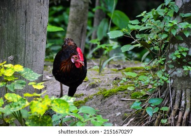 A black and red male chicken walking at the back yard for food. A rooster, cock or cockerel searching for food in the jungle.