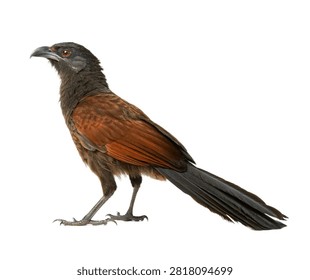 Black Red Robin with Rust Orange Breast Isolated on White Background