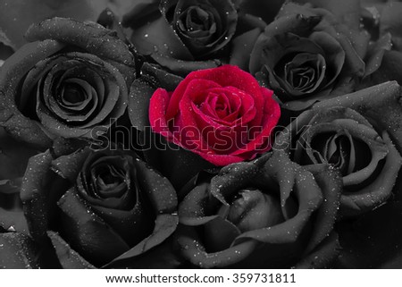 Black and red roses with water drops. valentine  background  
