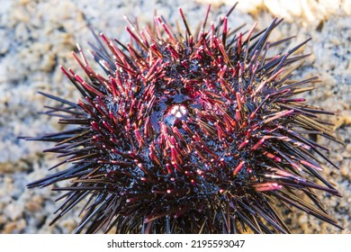 Black And Red Sea Urchin