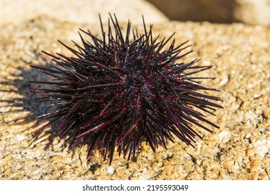 Black And Red Sea Urchin