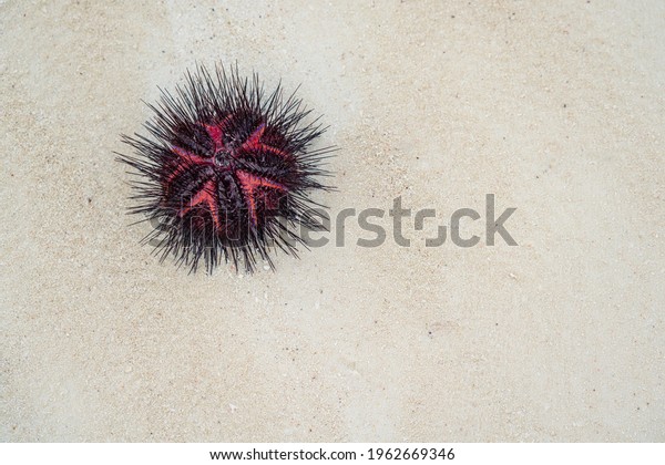 Black red sea\
urchin common names of these urchins include radial urchins and\
fire urchins on Zanzibar,\
Tanzania