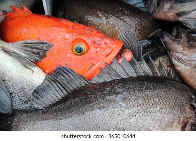 Black And Red Snapper Fish In Gulf Of Alaska 