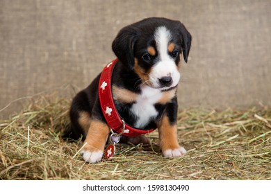 A Black And Red Tan And White-breasted Puppy Of Swiss Breed Entlebücher Sennenhund Sits In A Red Collar Of A Rescue Dog, Which Is Large For Him, On A Hay Indoors In A Burlap In The Studio