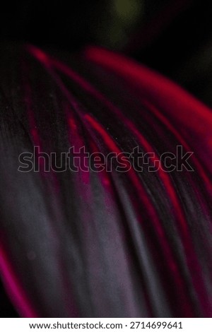 black and red violet leaf