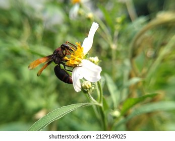 black red wasps suck nectar on wildflowers in the afternoon, s wasp is any insect of the narrow-waisted suborder Apocrita of the order Hymenoptera which is neither a bee nor an ant; this excludes the 