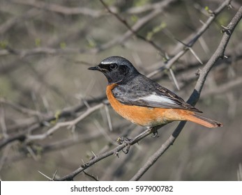 Black Redstart