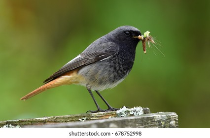 Black Redstart