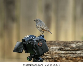 Black redstart bird sitting on a photo camera - Powered by Shutterstock