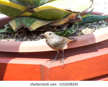 Black Redstart - Blackstart