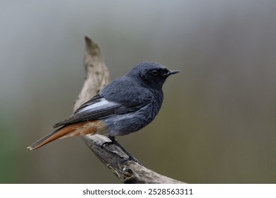 the black redstart - a common bird in the garden - Powered by Shutterstock