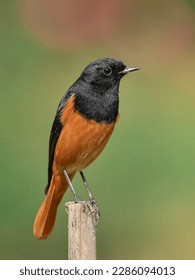 Black redstart,  its a migratory bird, mostly seen in our Bangladesh in winter - Shutterstock ID 2286094013