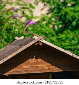 Black Redstart Perched On Top A Playhouse In A Backyard