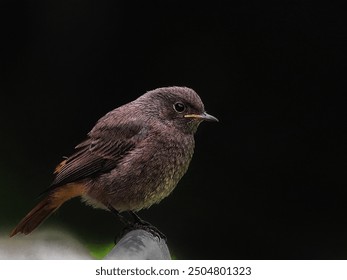 Black Redstart (Phoenicurus ochruros)
czechia,female Comon Redstart, cute bird  - Powered by Shutterstock