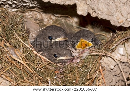 Black redstart (Phoenicurus ochruros), young birds in nest, Germany