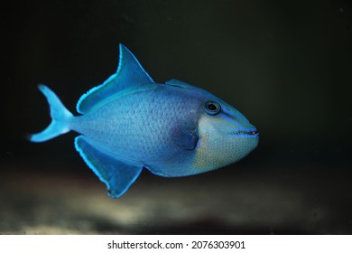 Black Or Redtoothed Triggerfish (Odonus Niger)