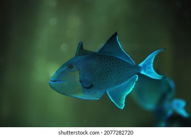 Black Or Redtoothed Triggerfish (Odonus Niger)