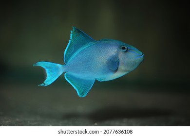 Black Or Redtoothed Triggerfish (Odonus Niger)