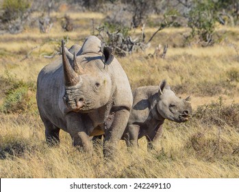 Black Rhino And Calf