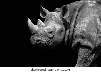 Black Rhino At Chester Zoo