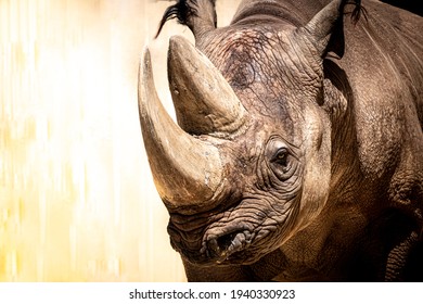 A Black Rhino Closeup Against A Yellow Background