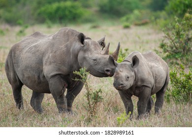 Black Rhino Cow and calf seen on a safari in South Africa - Shutterstock ID 1828989161