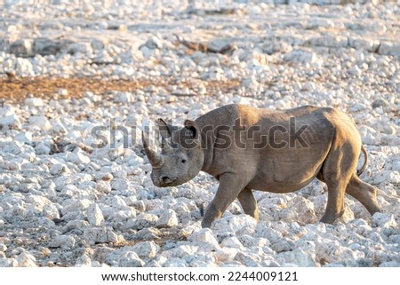 Black rhino (Diceros bicornis) sunset walk near Okaukuejo waterhole, Etosha national park, Namibia