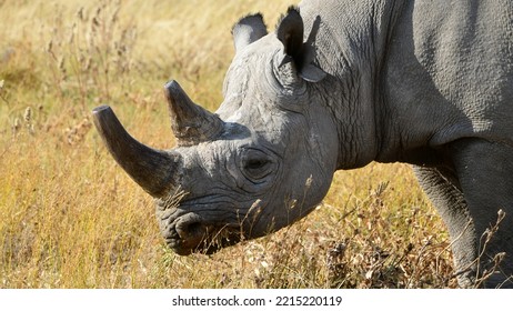 1,780 Black Rhino Eating Images, Stock Photos & Vectors | Shutterstock