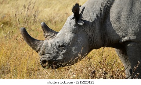 1,780 Black Rhino Eating Images, Stock Photos & Vectors | Shutterstock