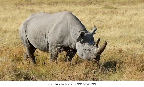 Black rhino eating grass and walking in the savannah - Shutterstock ID 2215220123