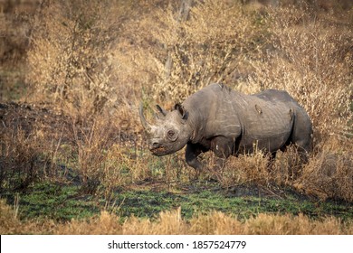 Black Rhino With An Injured Eye Walking In Winter Dry Bush In New Grass In Masai Mara In Kenya