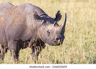 Black Rhino Maasai Mara National Reserve Stock Photo 2166525659 ...