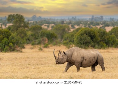 Black rhino male, Diceros bicornis, Ol Pejeta Conservancy, Kenya, East Africa   - Shutterstock ID 2186750493