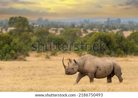 Black rhino male, Diceros bicornis, Ol Pejeta Conservancy, Kenya, East Africa  