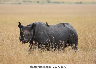 Black Rhino In Masai Mara