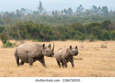 Black rhino mother with calf, Diceros bicornis, Ol Pejeta Conservancy, Kenya, East Africa  