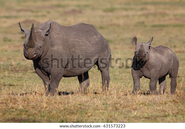 Black Rhino Mother Her Calf Masai Stock Photo 631573223 | Shutterstock