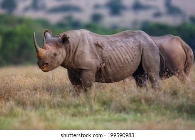 Black Rhino In Ol Pejeta Conservancy, Kenya