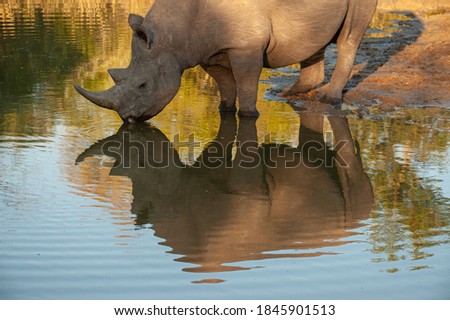 Similar – Black Rhino, Namibia