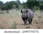 Black rhino, black rhinoceros or hook-lipped rhinoceros (Diceros bicornis) hanging around close to a waterhole just before dark in Etosha National Park in Namibia